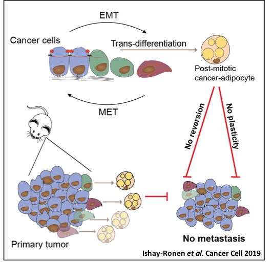 cancer cell plasticity and trans differentiation therapy lab | Sheba ...