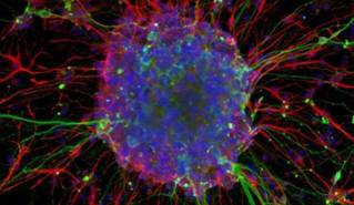 a colorful picture of cells