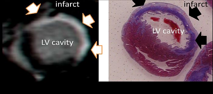 Small animal cardiac magnetic resonance imagining 